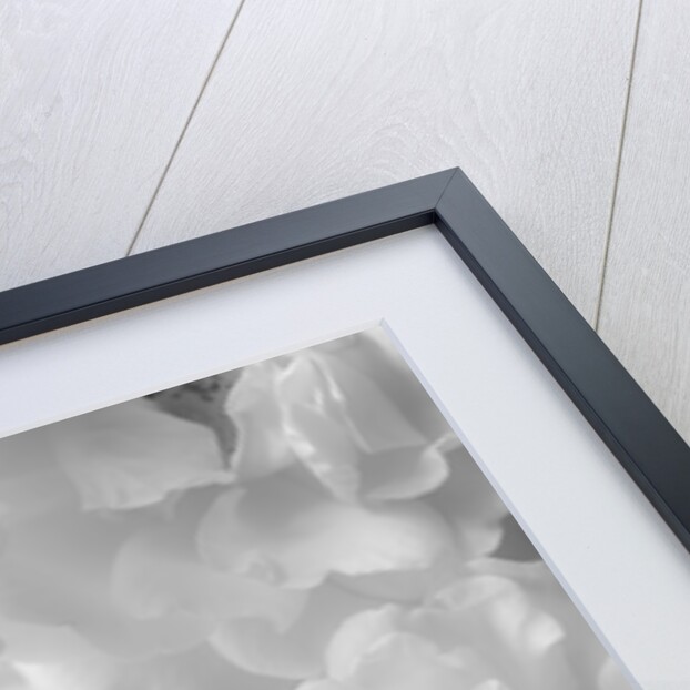 Roses by Assaf Frank